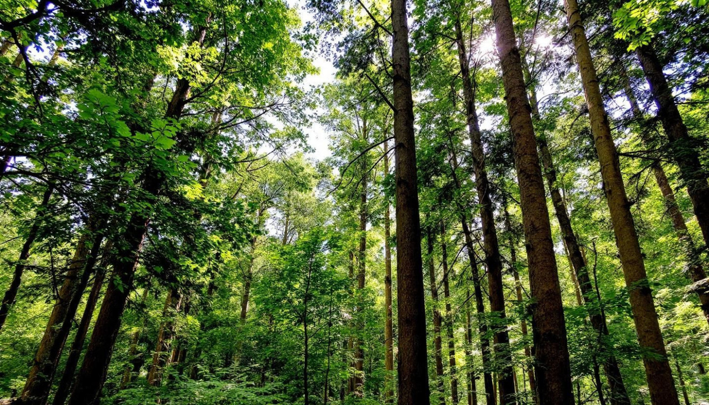 Évasion en forêt : les arbres et leur influence apaisante